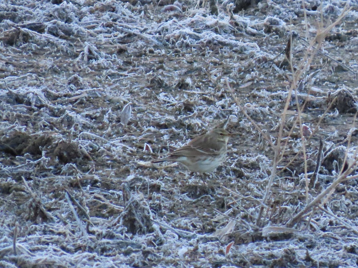 Щеврик гірський - ML646849446