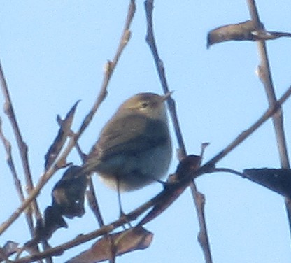 Txio arrunta (tristis) - ML646849447