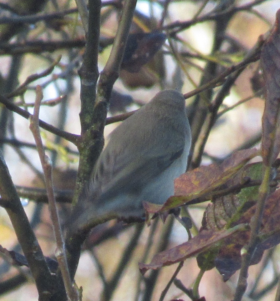 Txio arrunta (tristis) - ML646849448