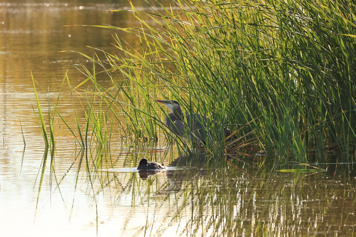 Koartza hauskara amerikarra - ML646849449