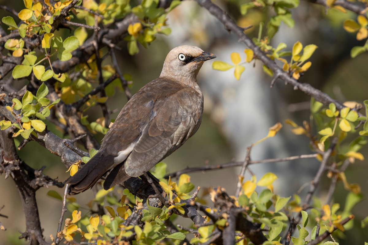 Estornino de Fischer - ML646849451