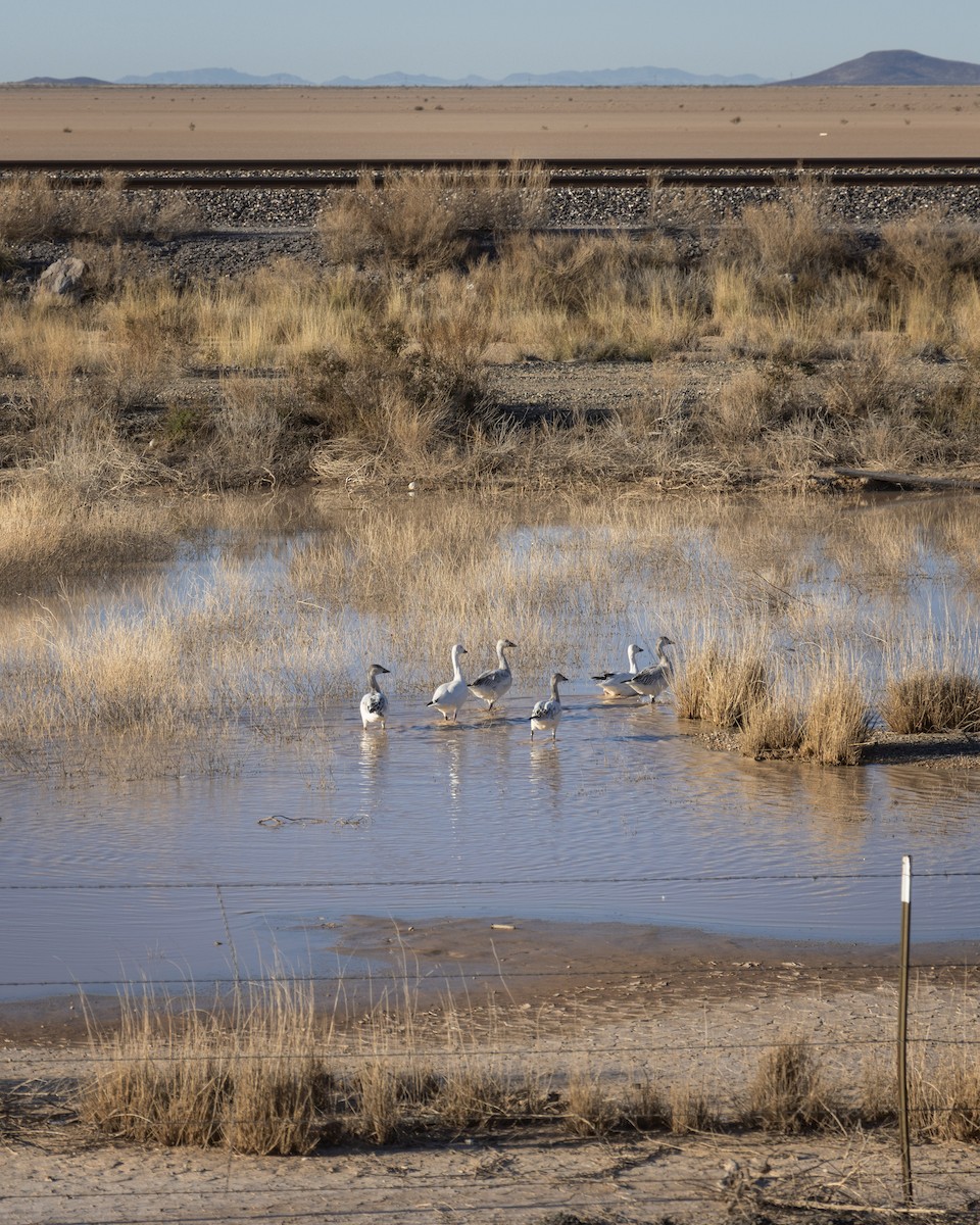Snow Goose - ML646849452