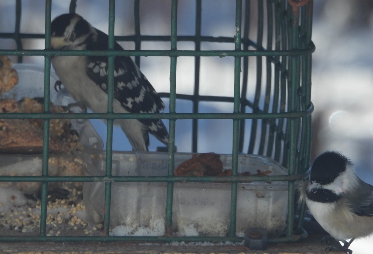 Downy Woodpecker - ML646849454