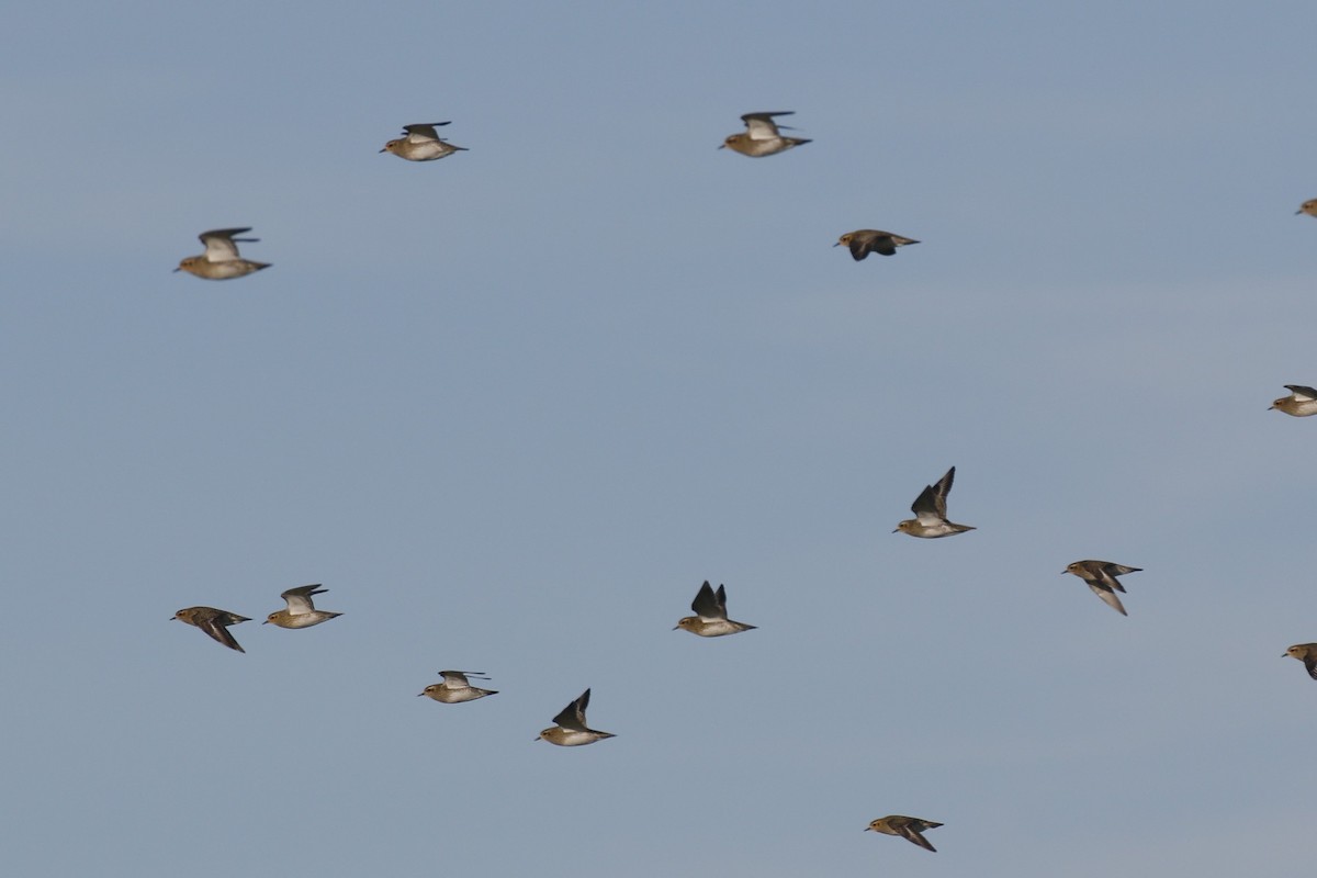 Urre-txirri europarra - ML646849457