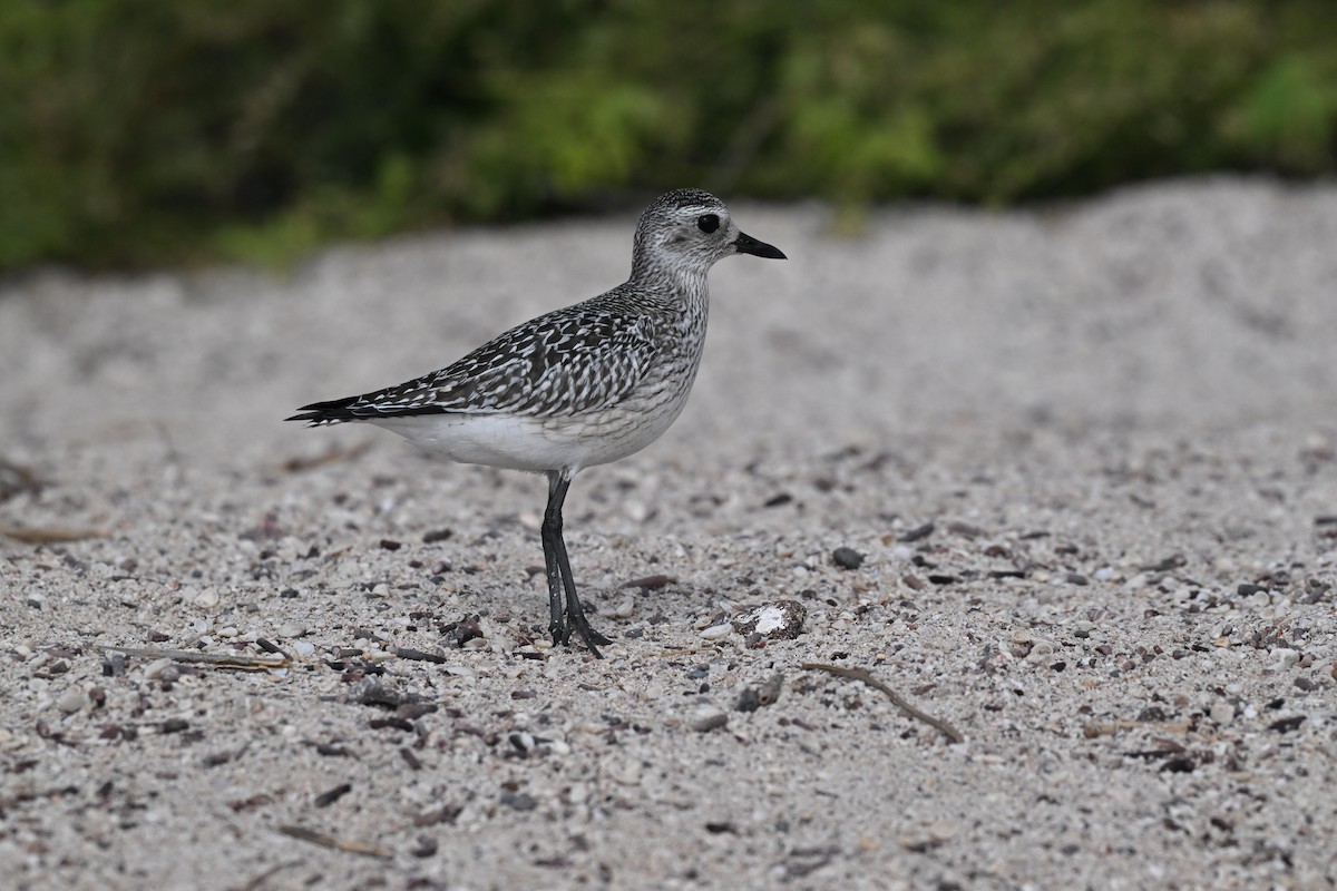 חופזי מנומר - ML646849458