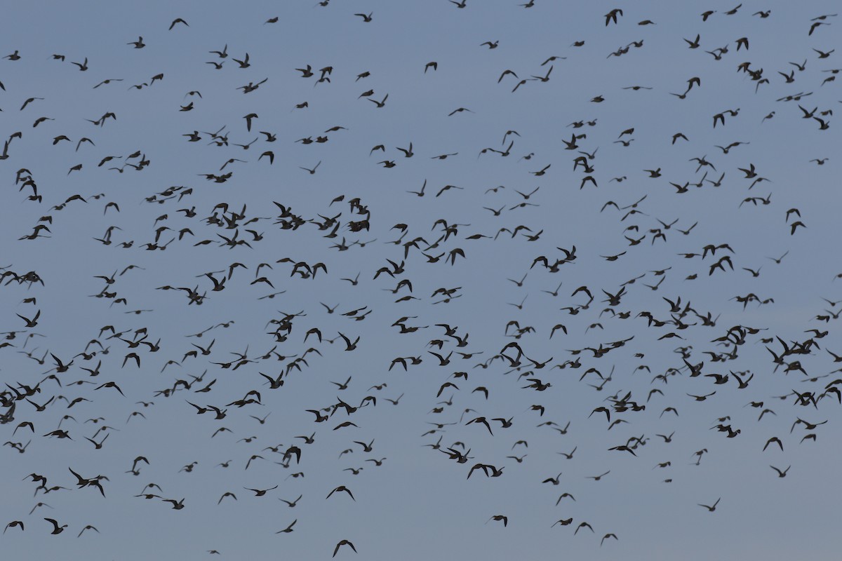 Urre-txirri europarra - ML646849459