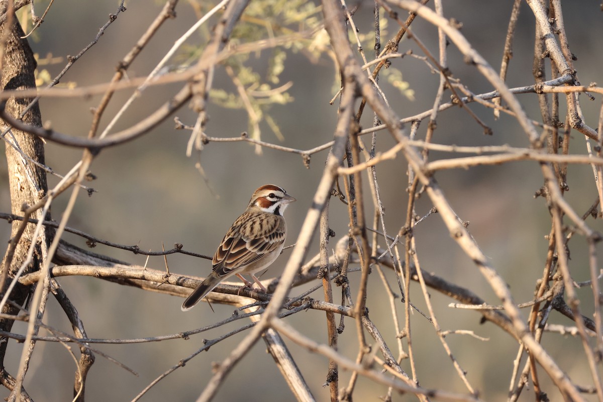 Lark Sparrow - ML646849463