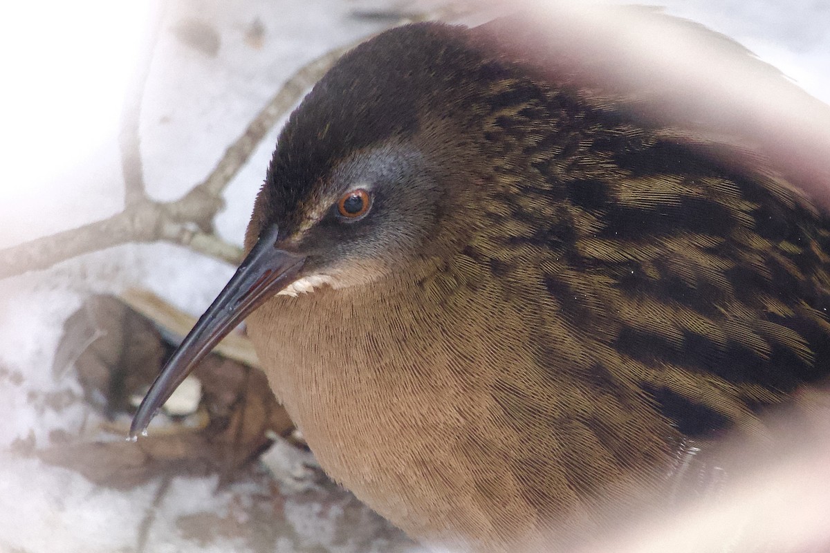 Râle de Virginie - ML646849468