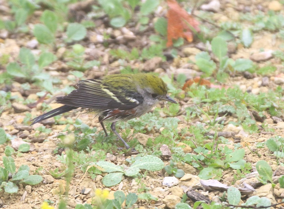 Chestnut-sided Warbler - ML646849471