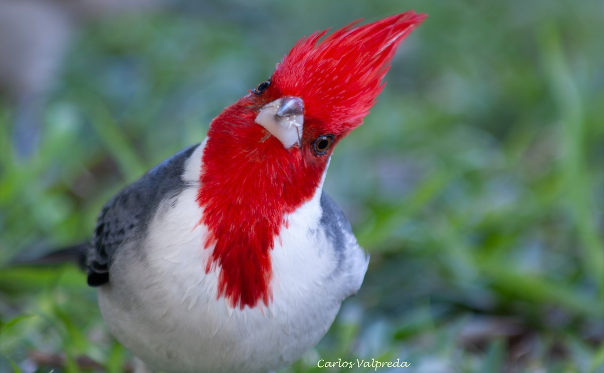 Red-crested Cardinal - ML646849472
