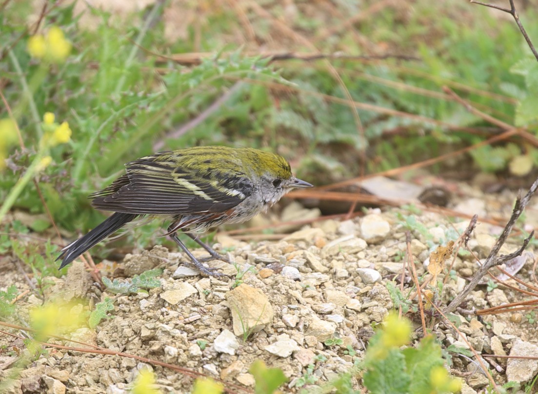 Chestnut-sided Warbler - ML646849473