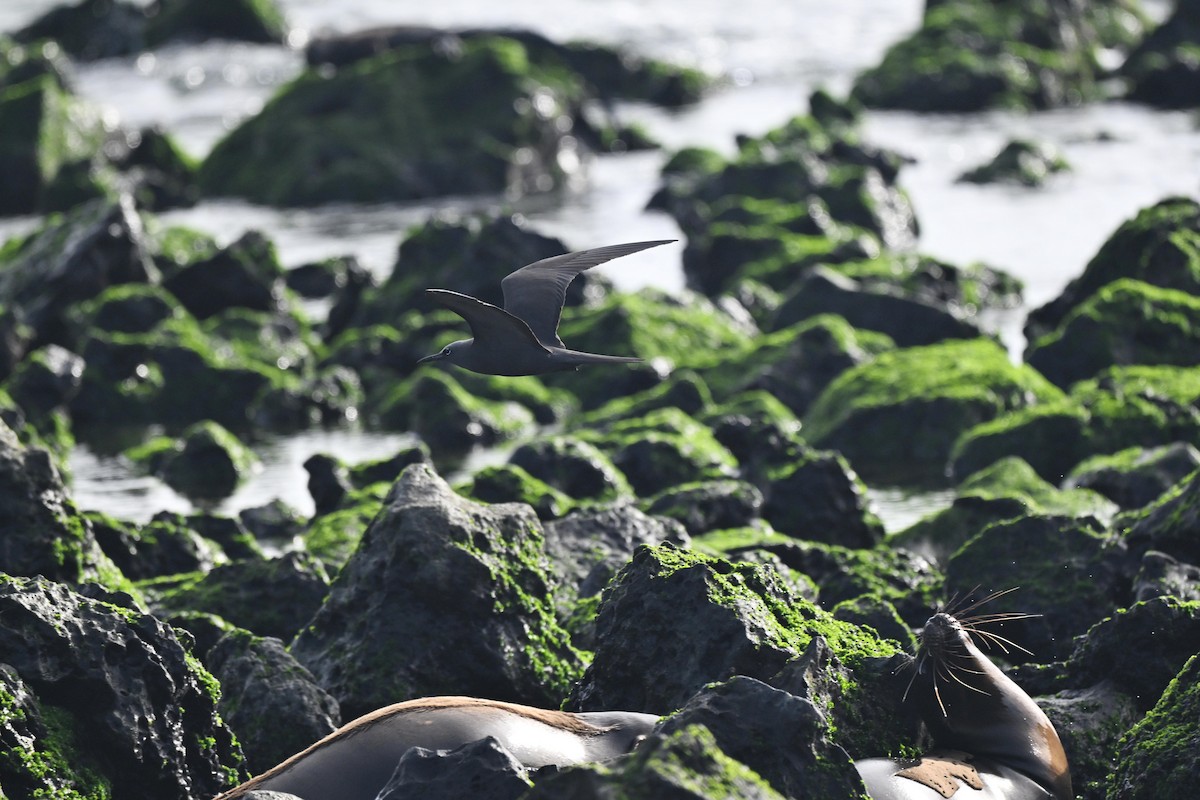 Braunnoddi - ML646849475