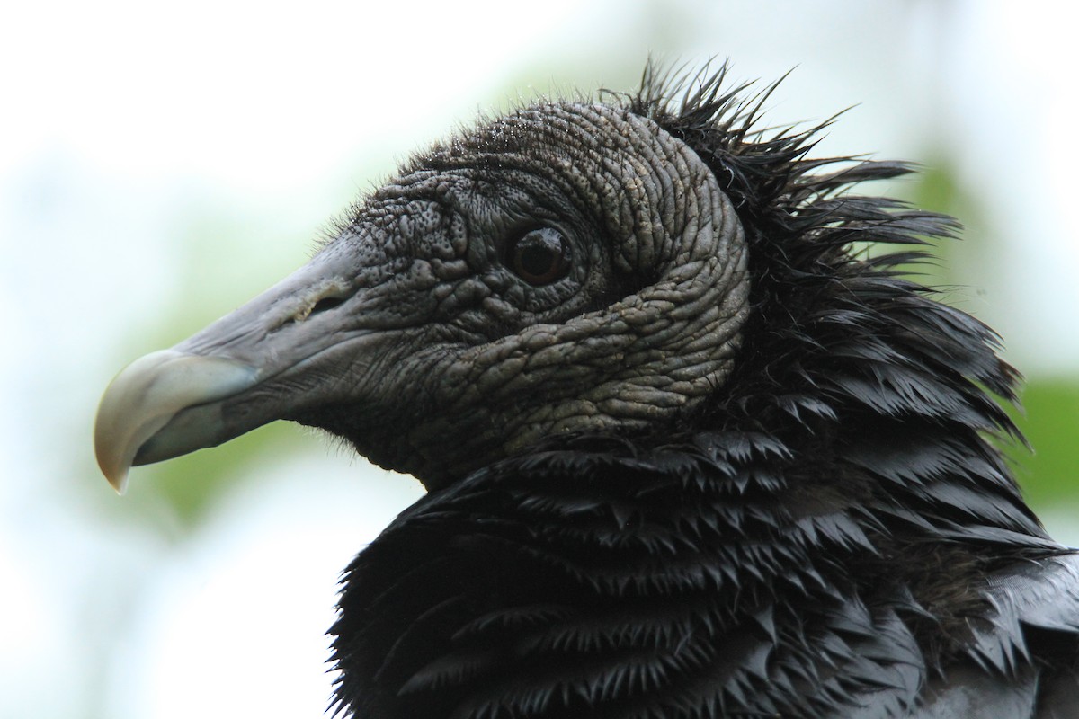 Катарта чорна - ML646849476