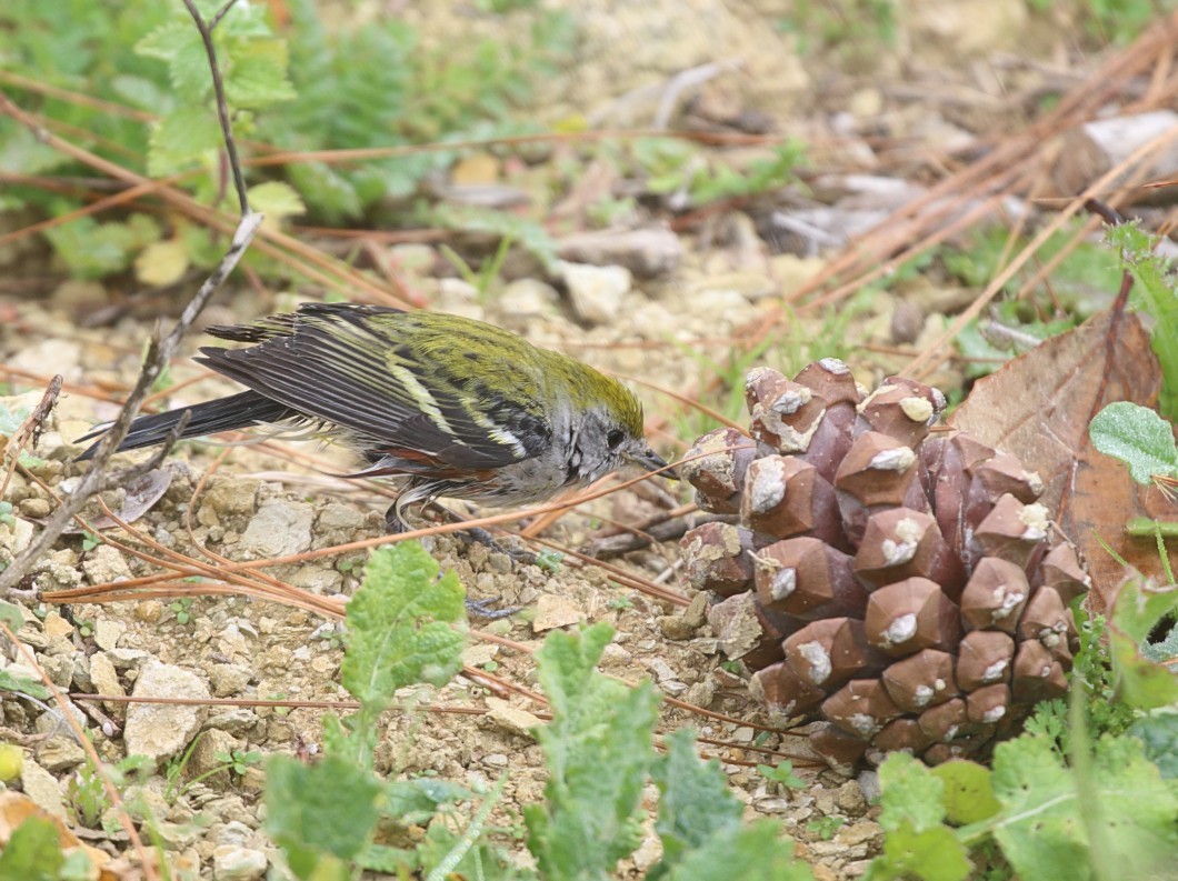 Chestnut-sided Warbler - ML646849477