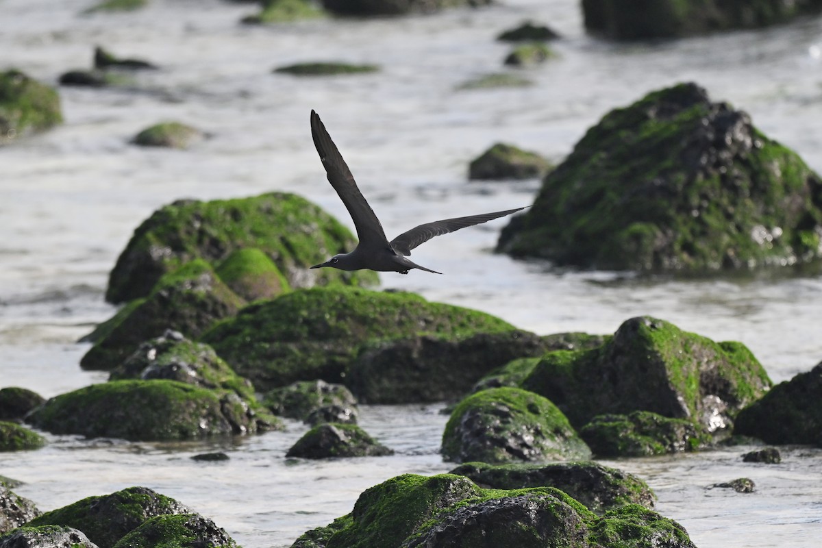 Braunnoddi - ML646849478