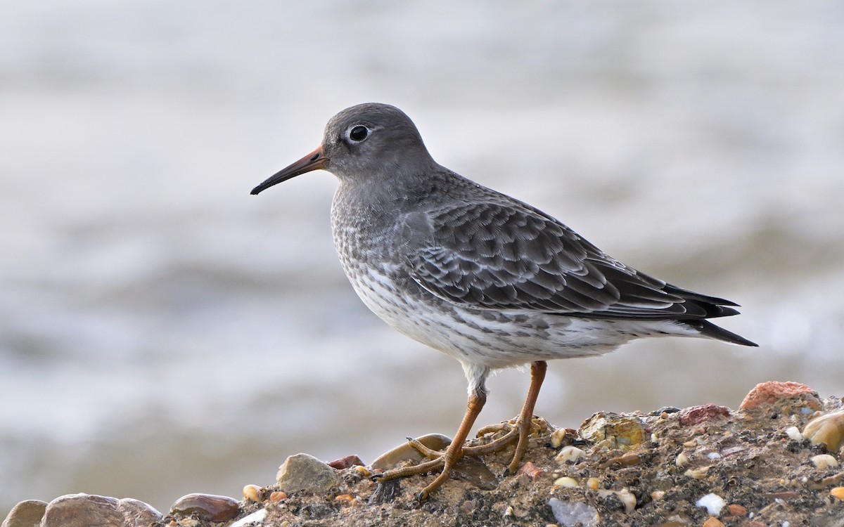 Purple Sandpiper - ML646849479