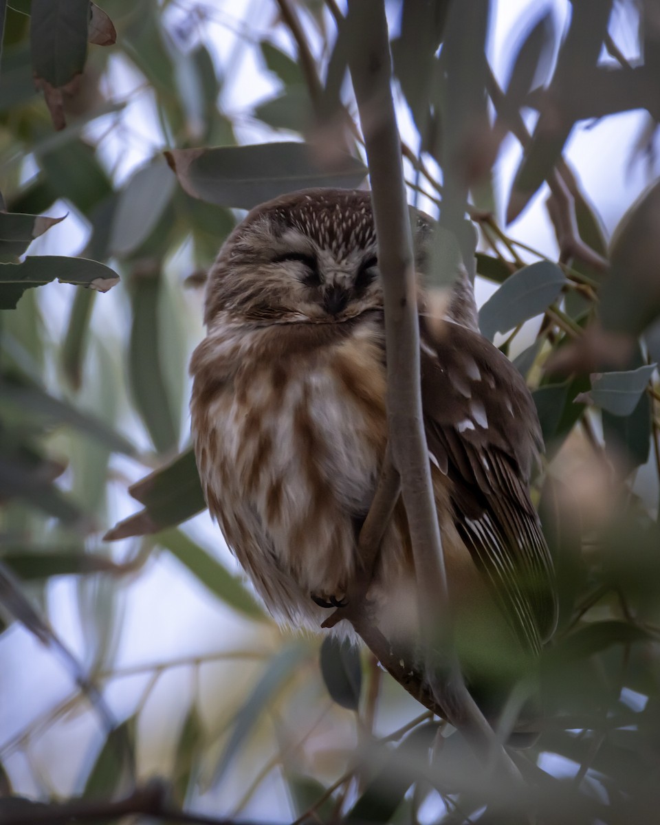 Northern Saw-whet Owl - ML646849480