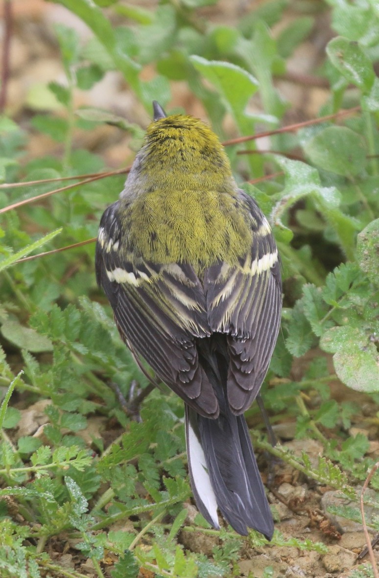 Chestnut-sided Warbler - ML646849482