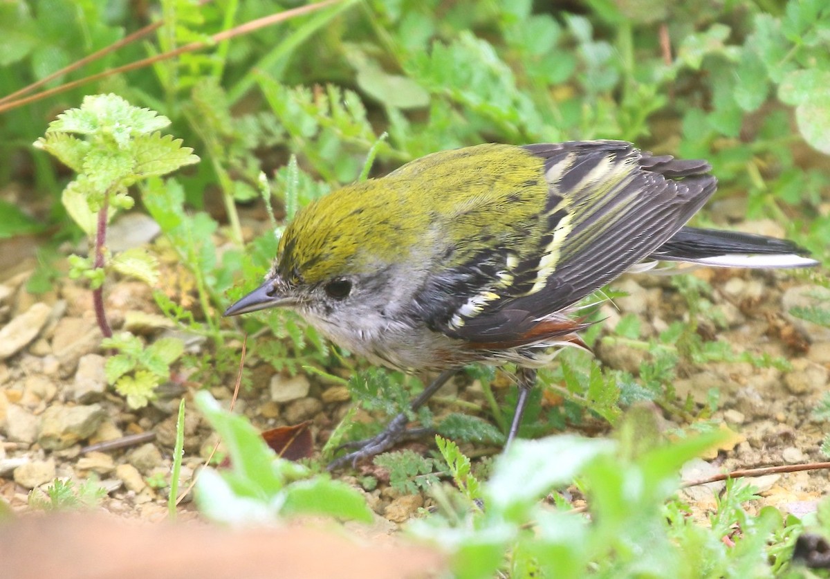 Chestnut-sided Warbler - ML646849489