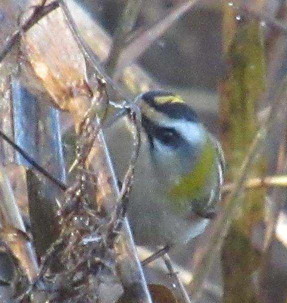 Erregetxo bekainzuria - ML646849490