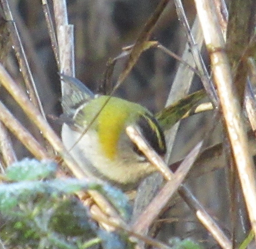 Erregetxo bekainzuria - ML646849491