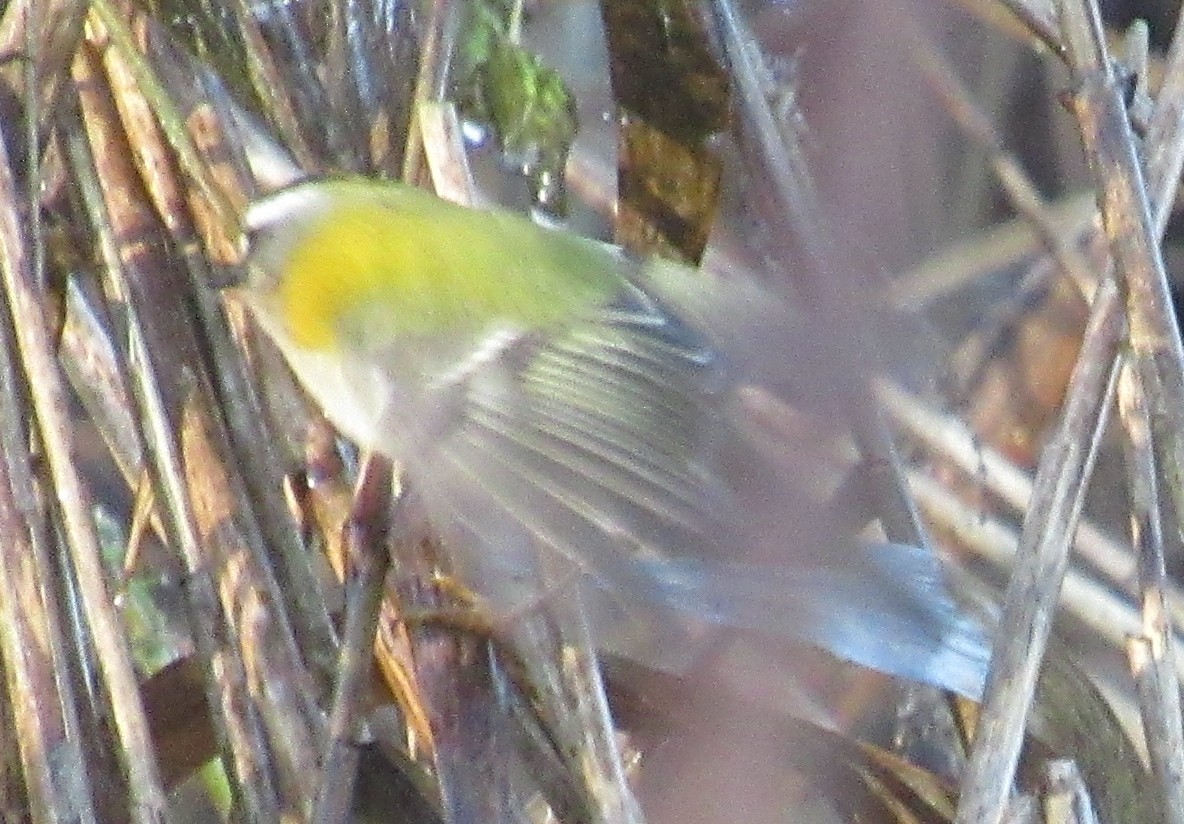 Erregetxo bekainzuria - ML646849492