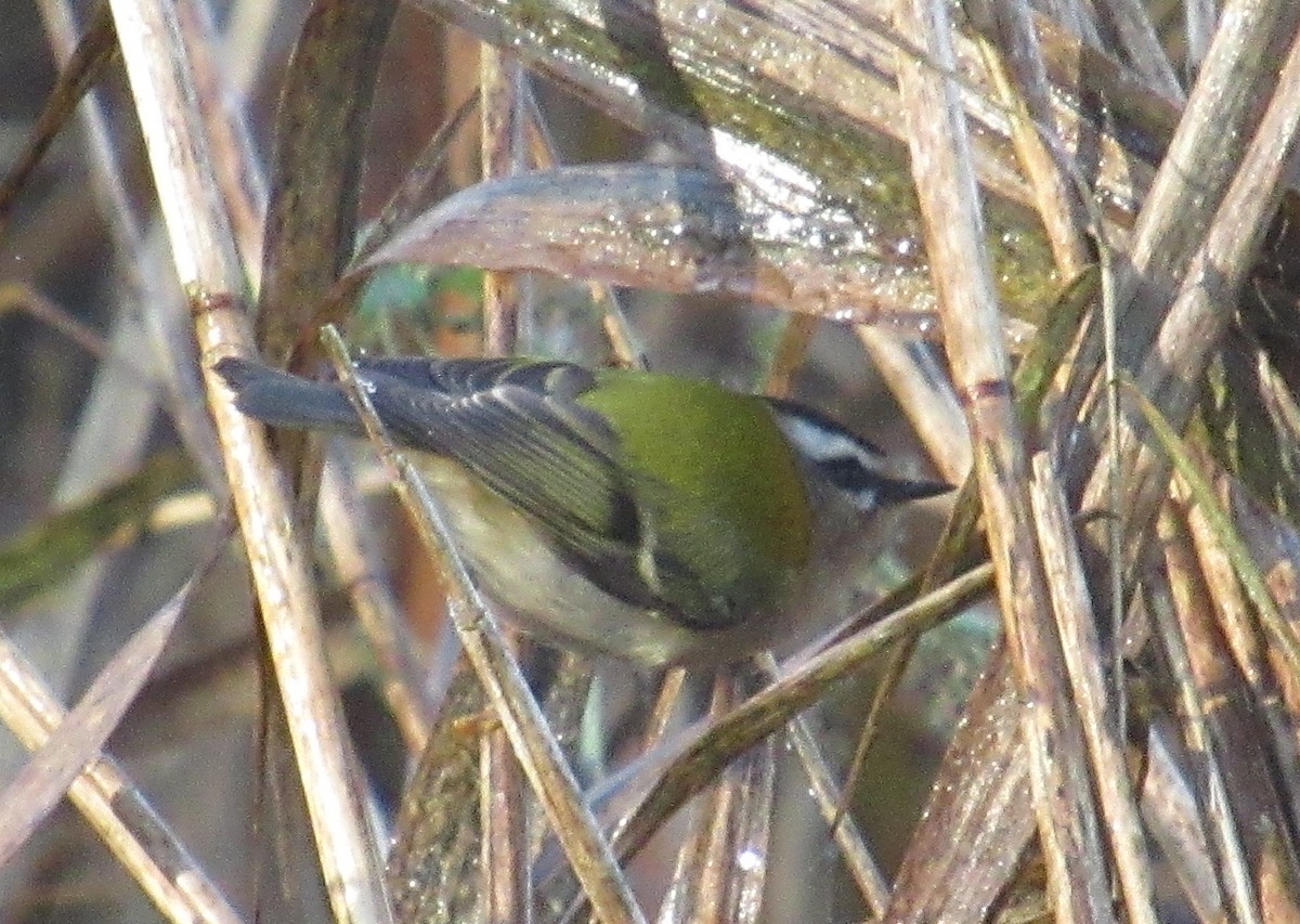 Erregetxo bekainzuria - ML646849493