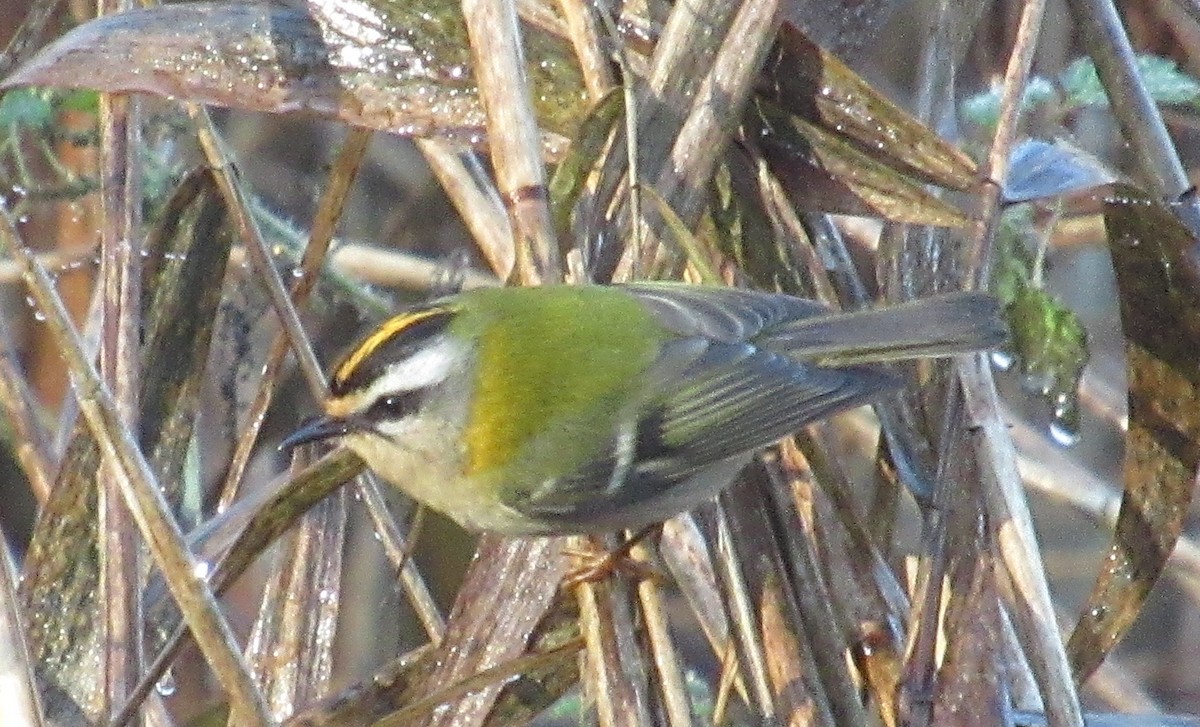 Erregetxo bekainzuria - ML646849494