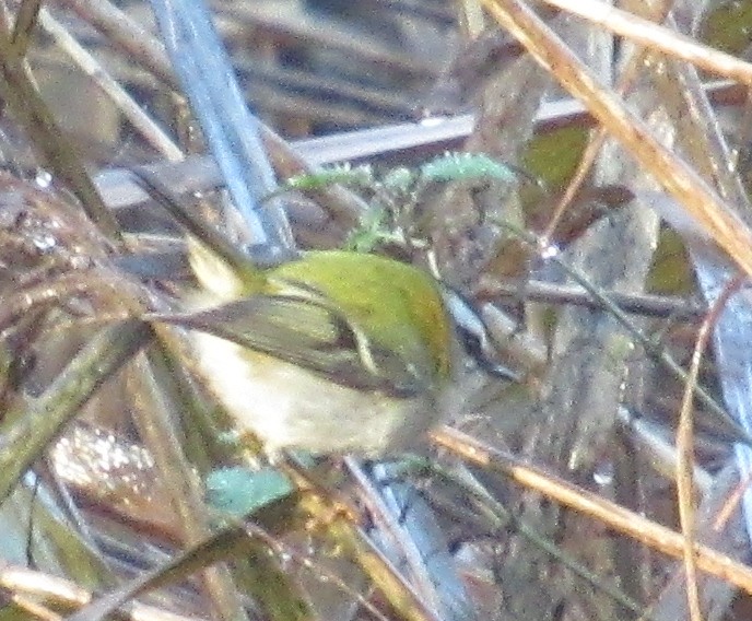 Erregetxo bekainzuria - ML646849495