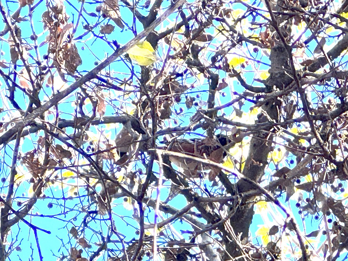 Spotted Towhee - ML646849496