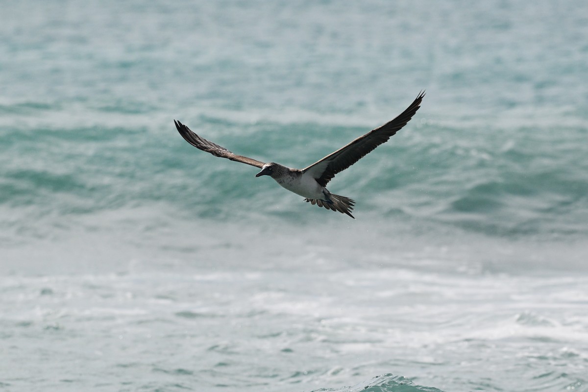 Fou à pieds bleus - ML646849497