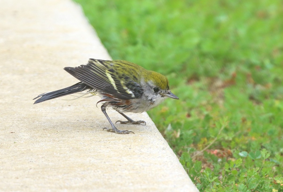 Chestnut-sided Warbler - ML646849499