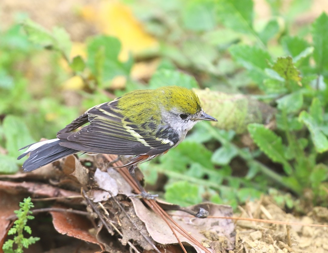 Chestnut-sided Warbler - ML646849500