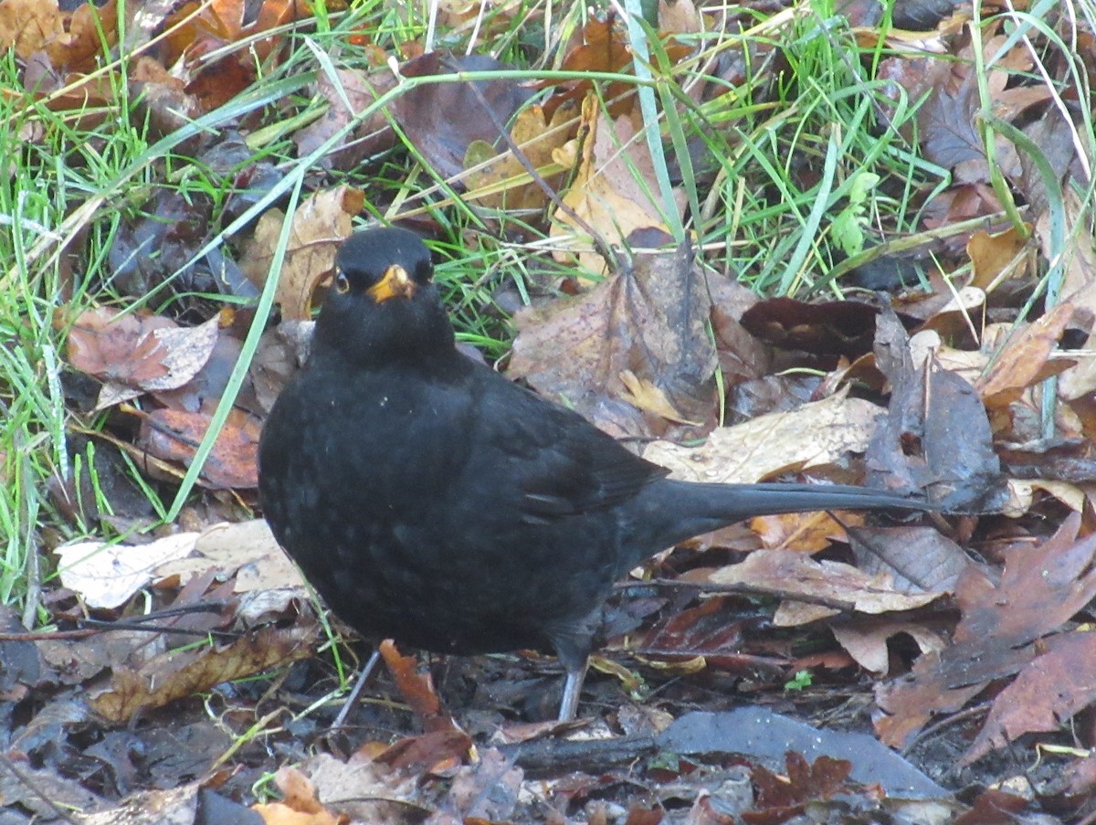 Zozo arrunta - ML646849504