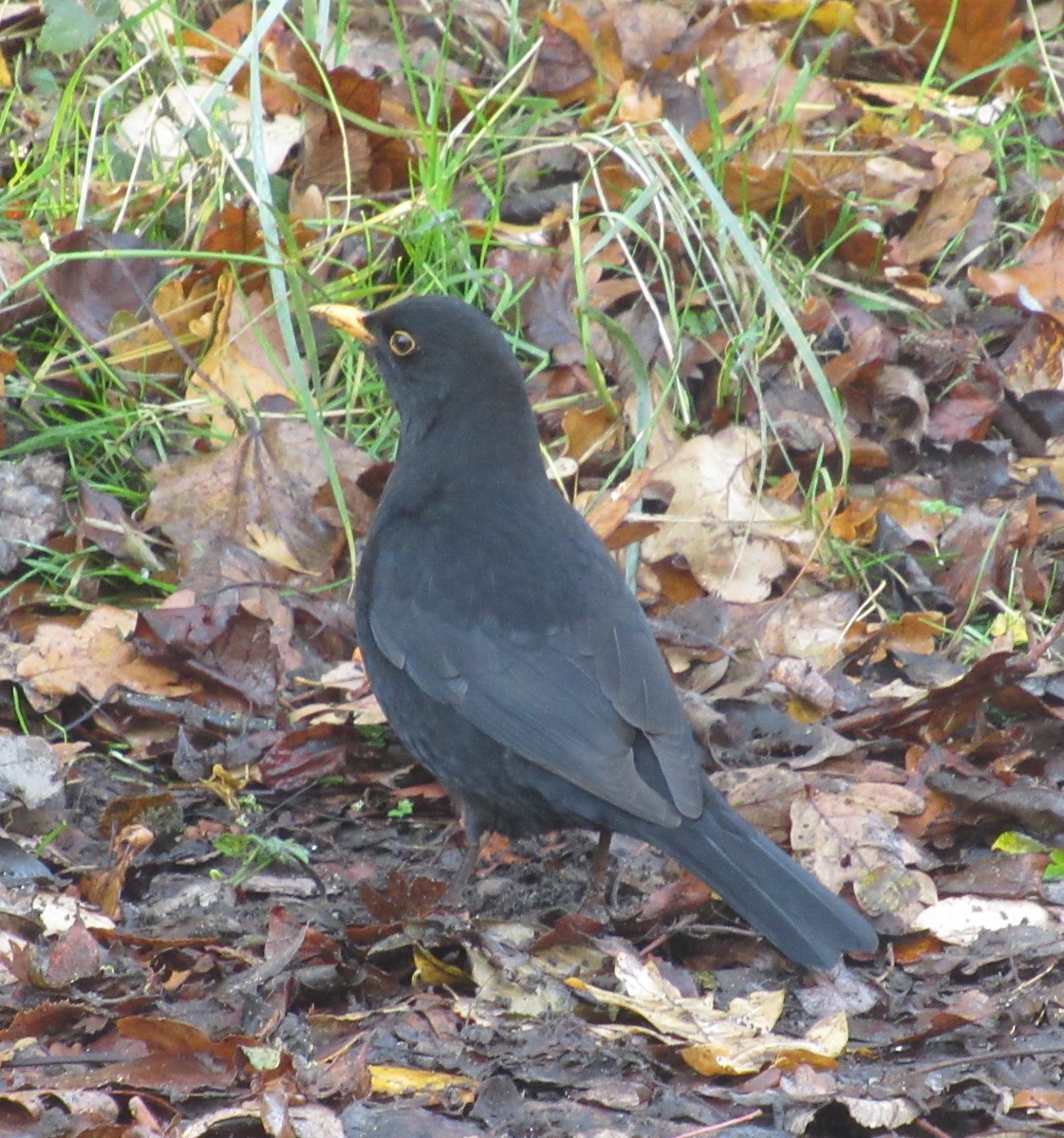 Zozo arrunta - ML646849505