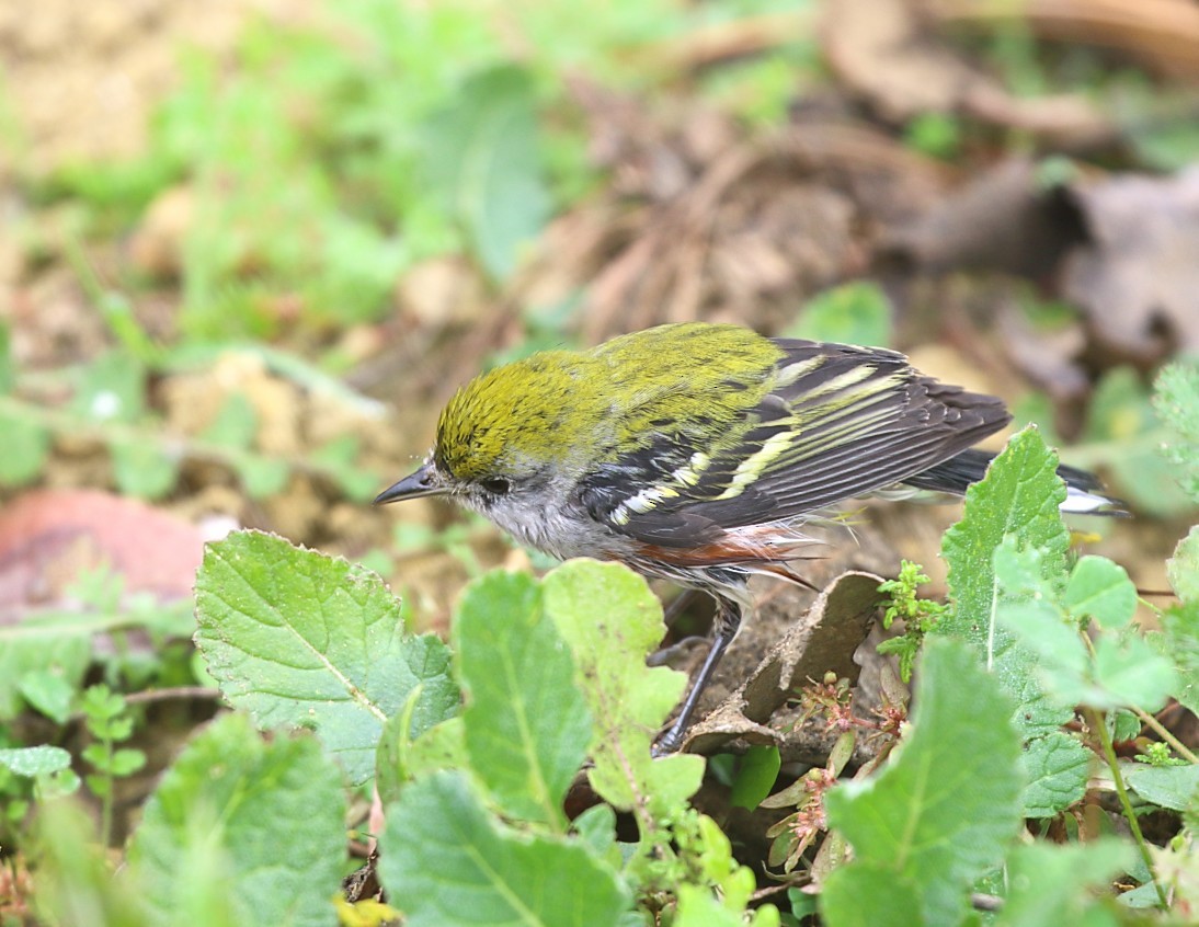 Chestnut-sided Warbler - ML646849506