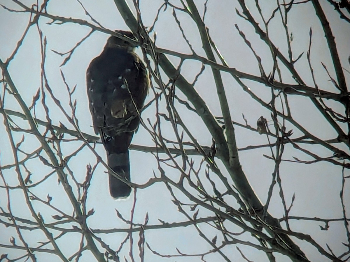 Cooper's Hawk - ML646849510