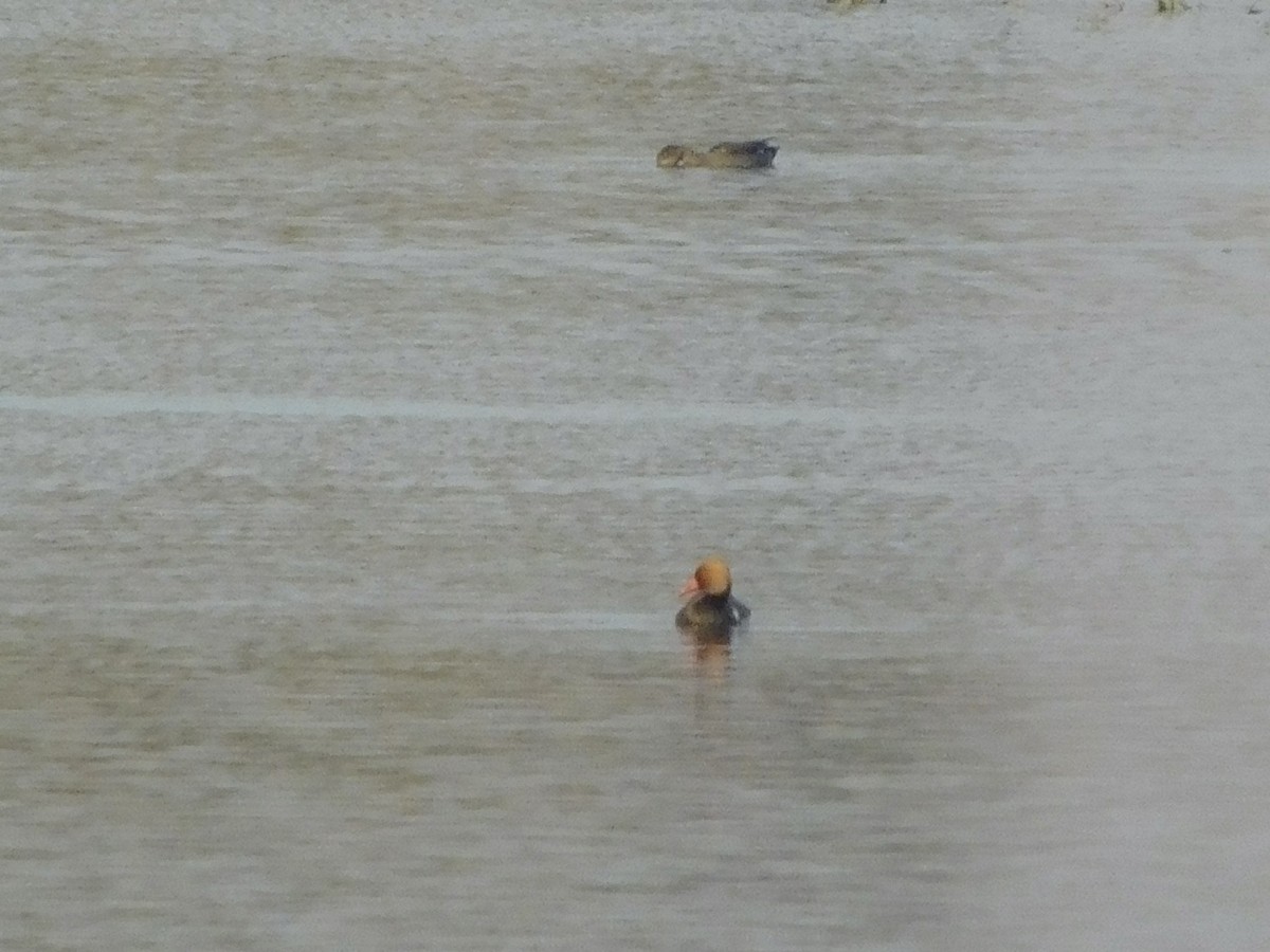 Red-crested Pochard - ML646849511
