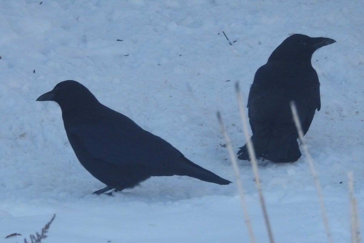 American Crow - ML646849513