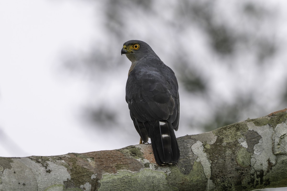 African Goshawk - ML646849514