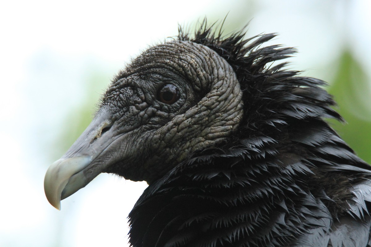 Катарта чорна - ML646849515