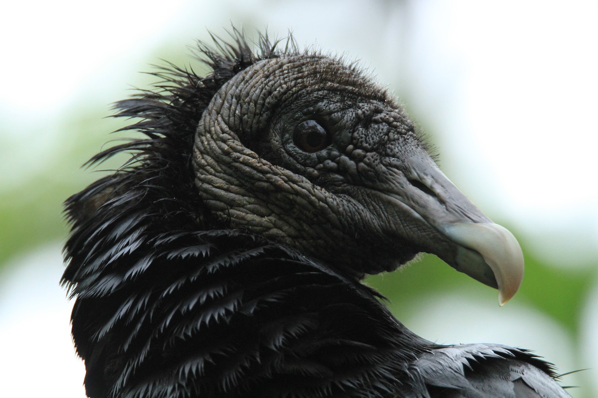 Катарта чорна - ML646849516