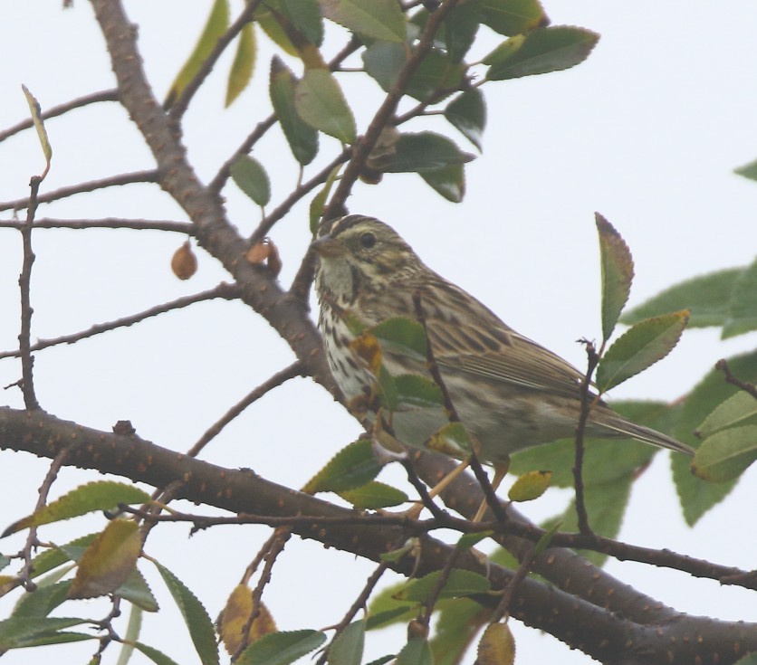 Пасовник савановий - ML646849517