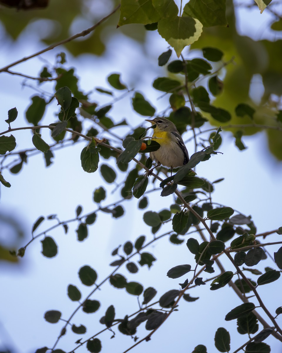 Northern Parula - ML646849520