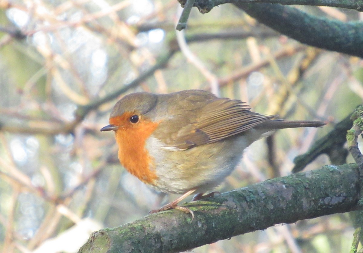 European Robin - ML646849522
