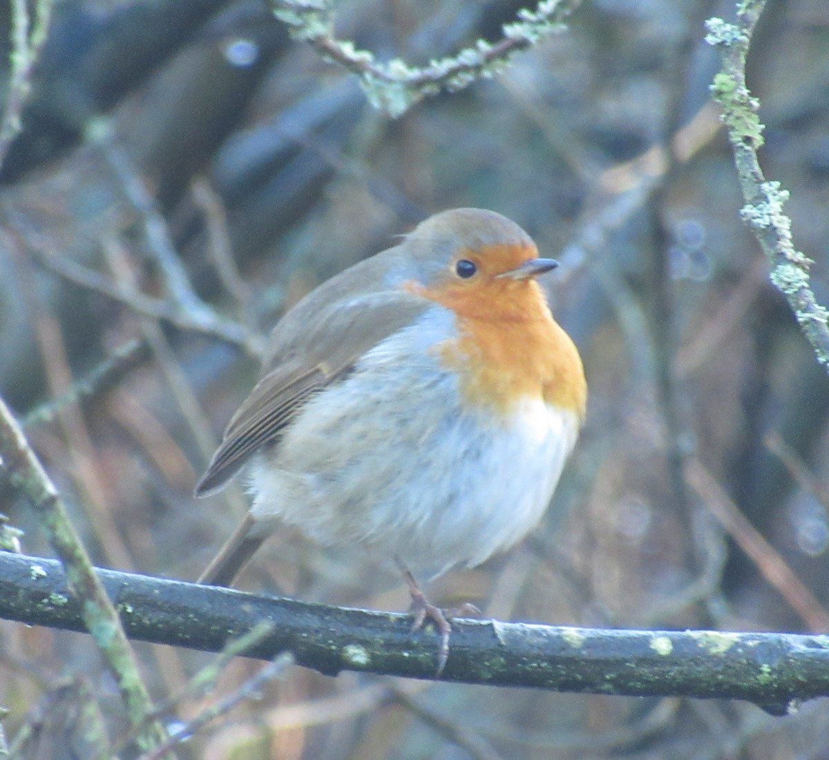 European Robin - ML646849523