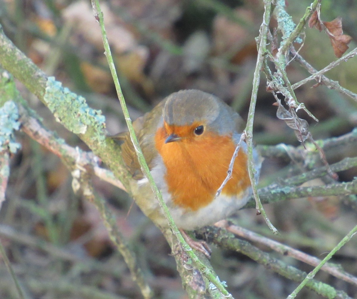 European Robin - ML646849524