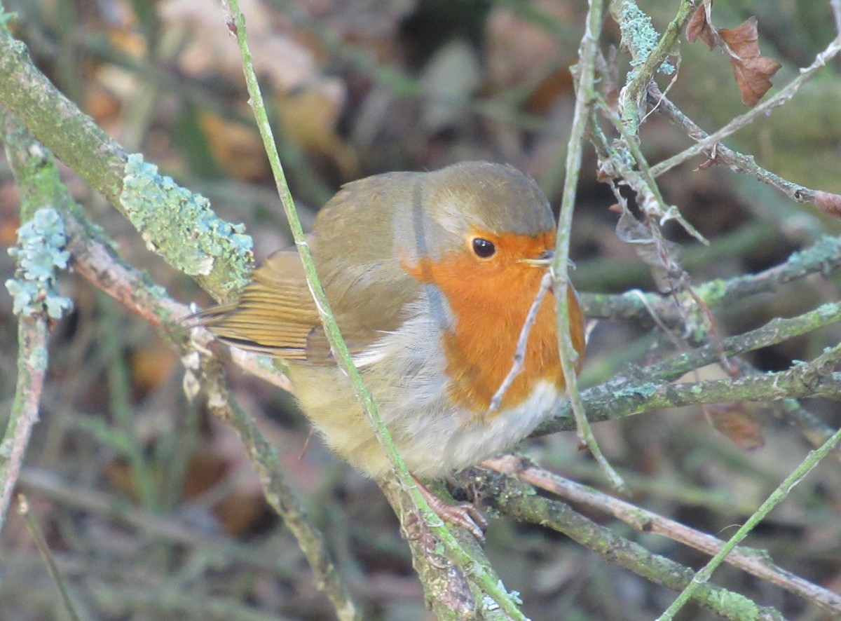 European Robin - ML646849525