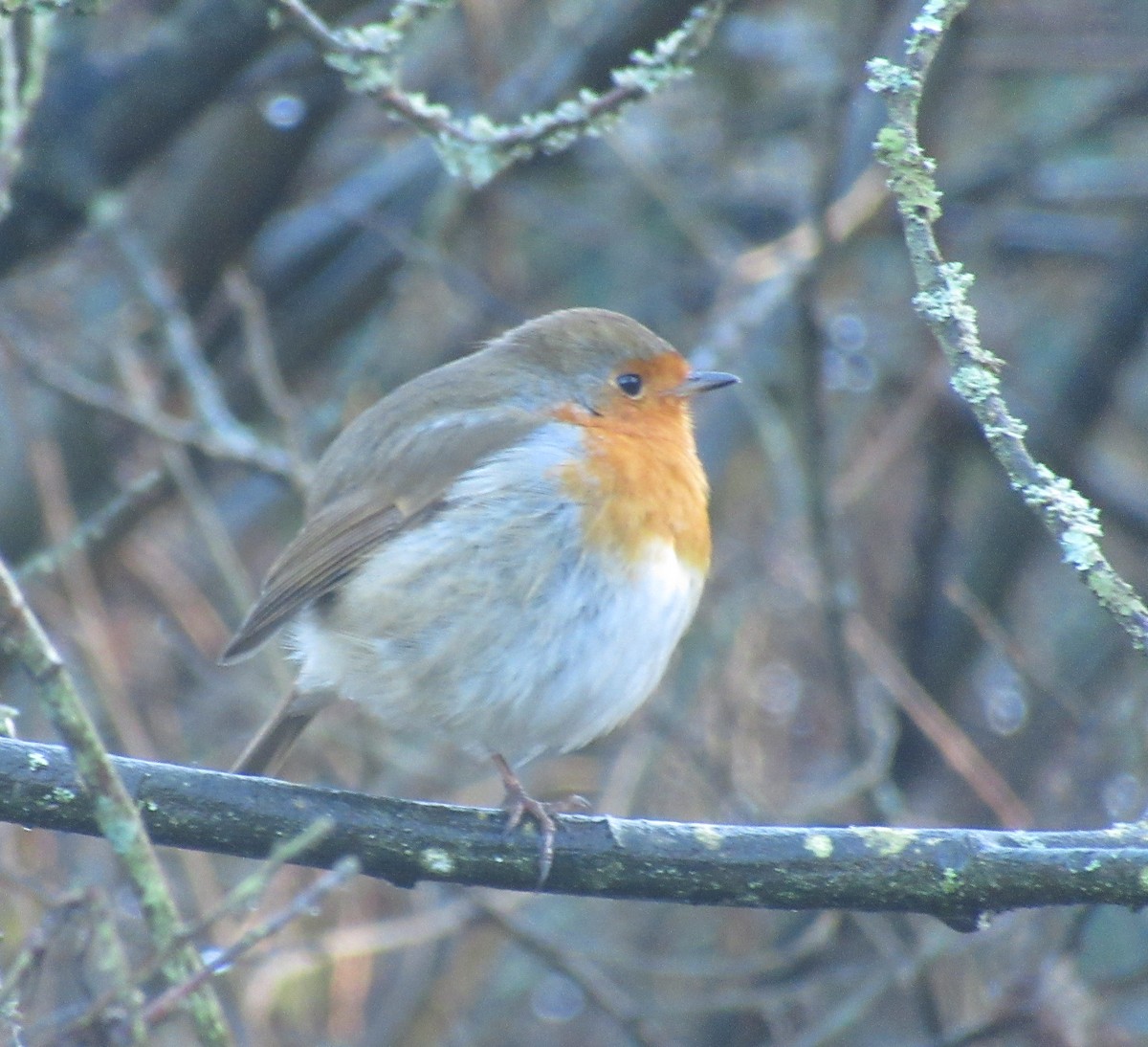 European Robin - ML646849526