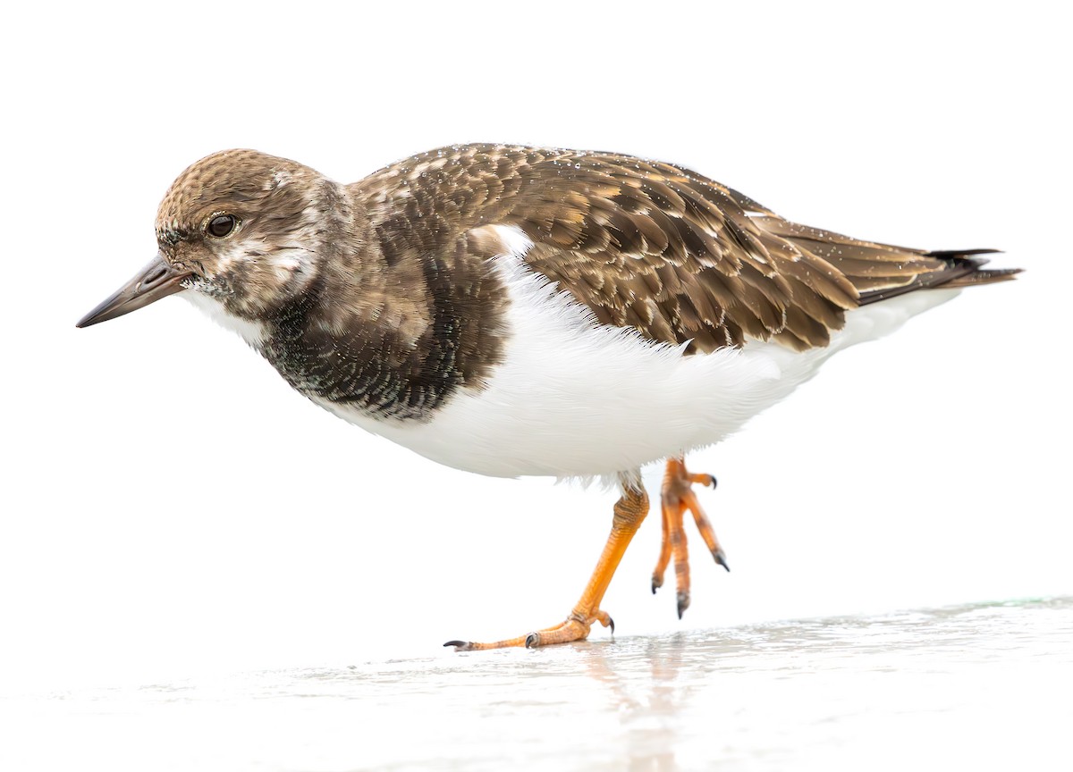 Vuelvepiedras Común - ML646849529